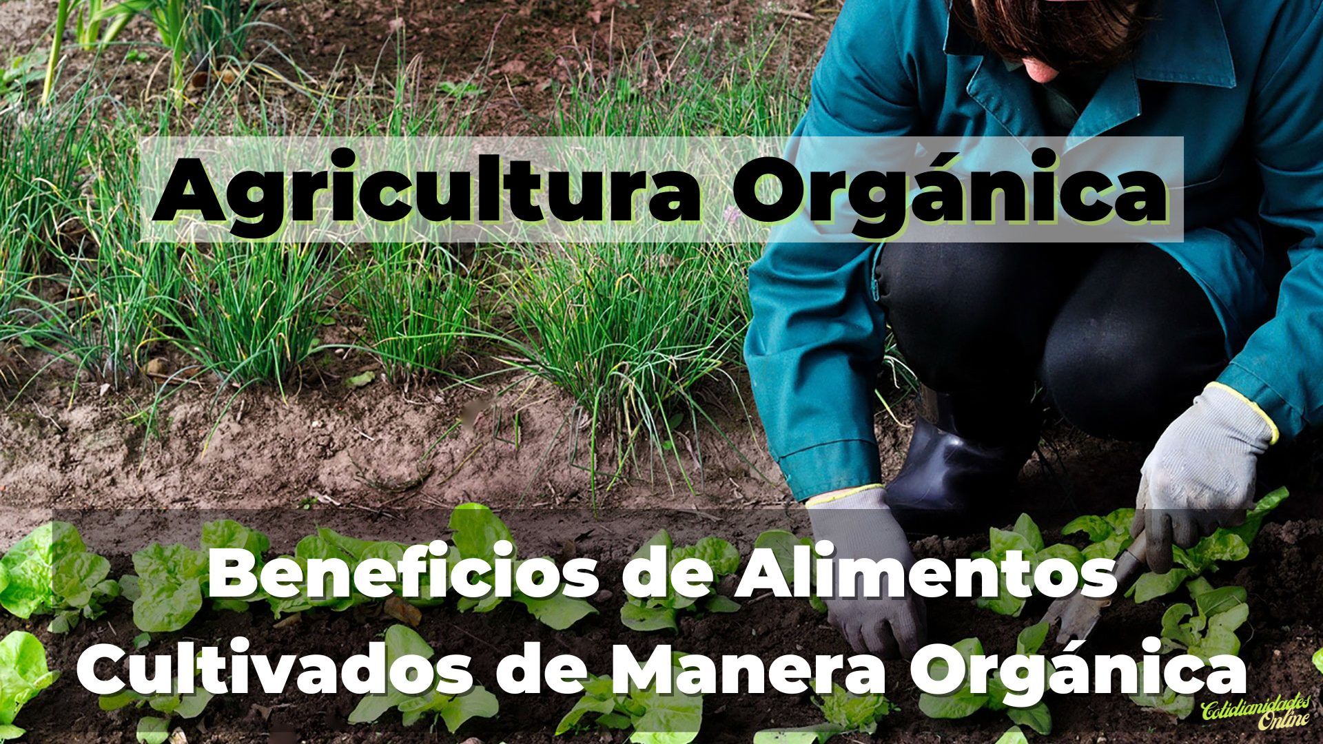 Agricultura Orgánica: Beneficios de Alimentos Orgánicos 3 Agricultura Organica Beneficios de Alimentos Organicos