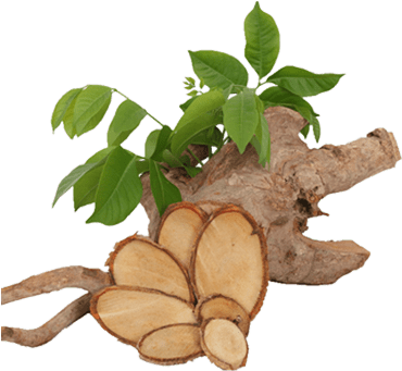 Tongkat Ali arbusto de malasia