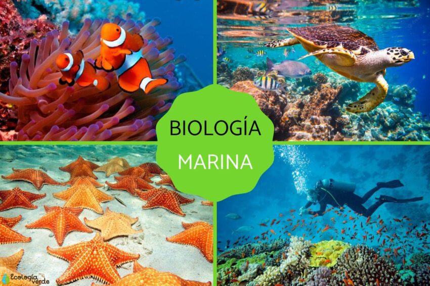 Cuánto cuesta estudiar Biología Marina en diferentes universidades