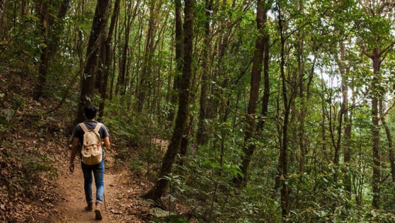 Cómo prepararse para una caminata por la selva