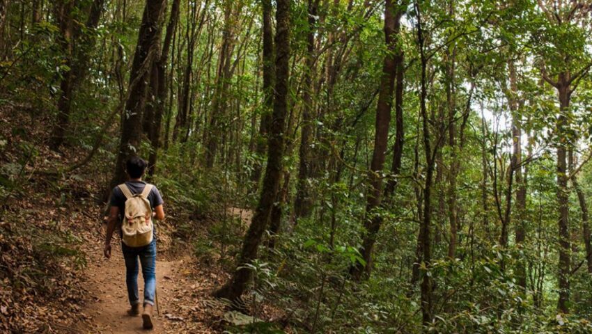 Cómo prepararse para una caminata por la selva