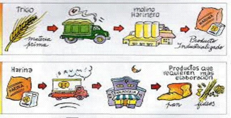 Cómo es el circuito productivo del tomate paso a paso