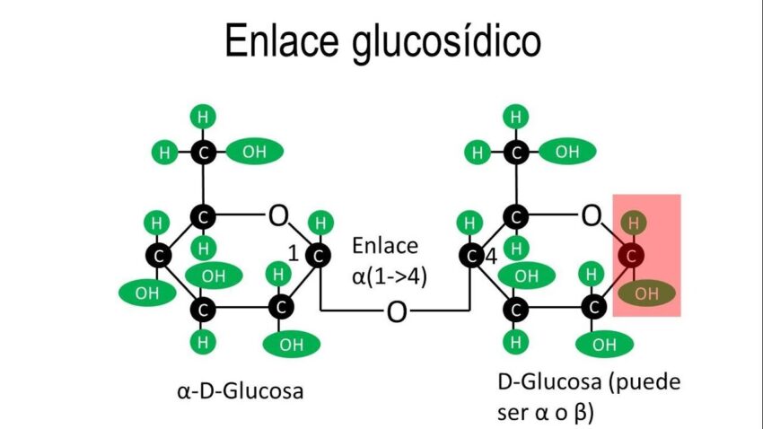 Enlace glucosídico alfa y beta: ¿Qué es y cómo funciona? 2 enlaces glucosidicos