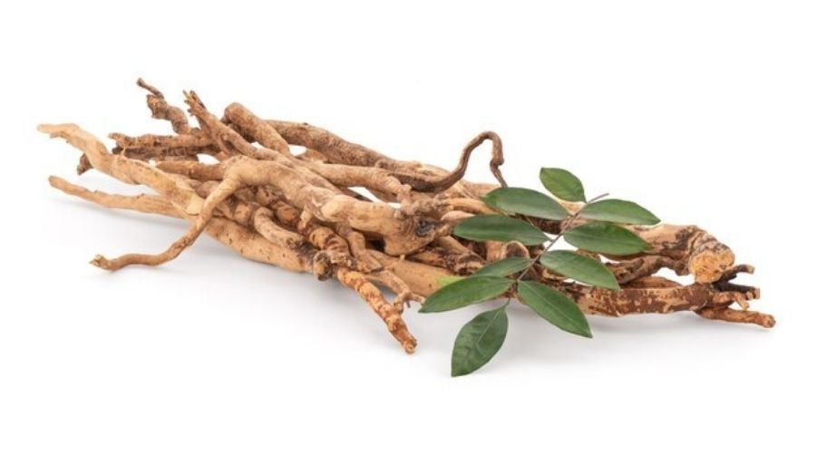 eurycoma longifolia Kuala Lumpur en Malasia