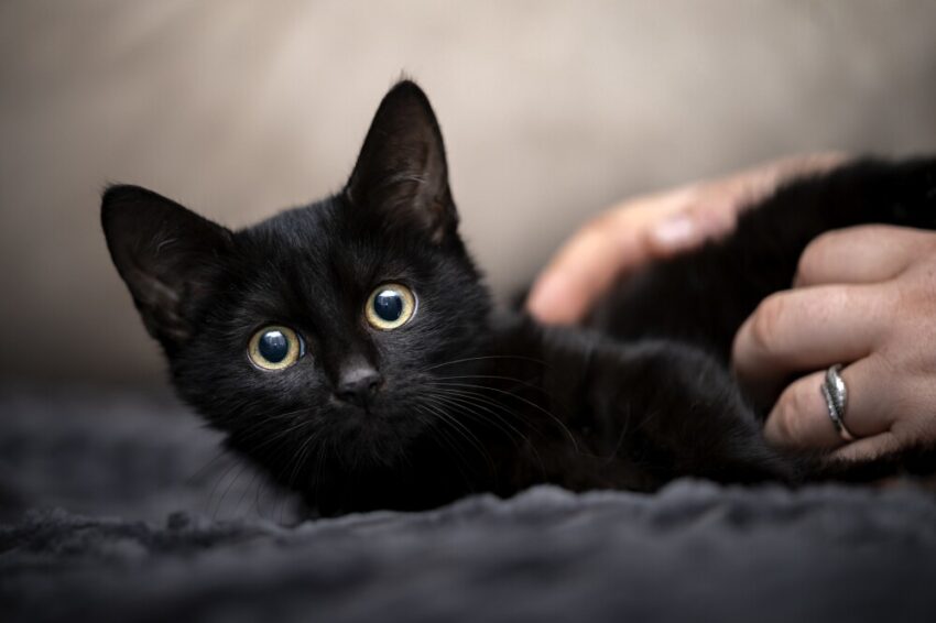 Por qué es bueno tener un gato negro en casa: beneficios y mitos 4 Por qué es bueno tener un gato negro en casa: beneficios y mitos