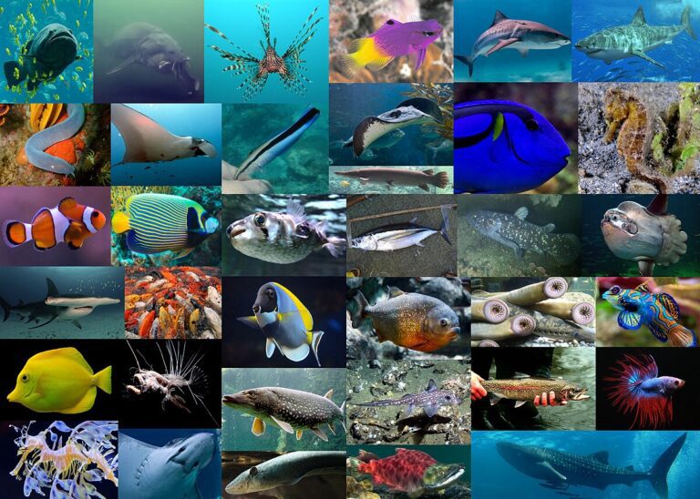 Qué palabras no entienden los peces: curiosidades acuáticas
