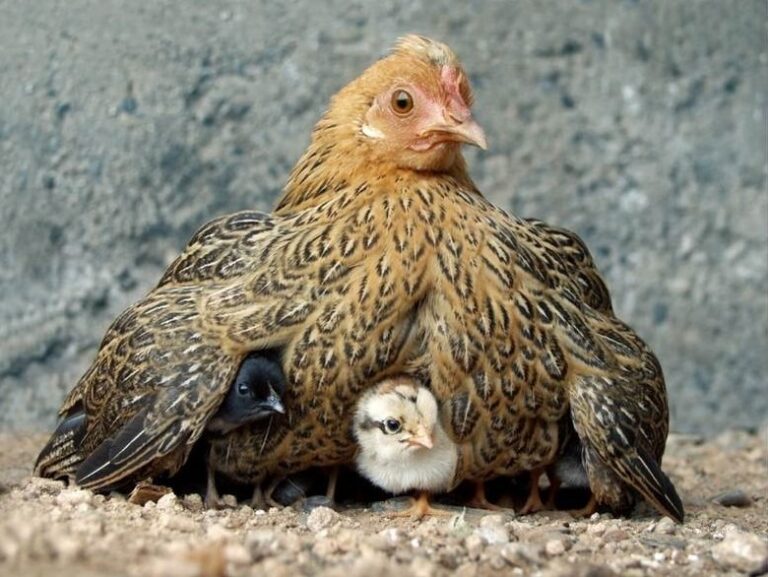 Dónde se encuentra el restaurante Mama Gallina en Boca del Río
