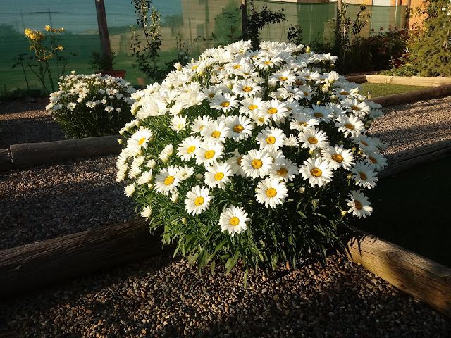 Cuántas margaritas han dejado crecer en el jardín