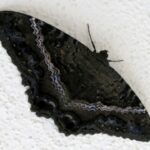 Qué significa que una mariposa negra se pose en ti mariposa-negra
