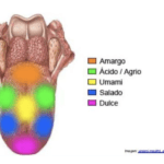 Qué son el olor, sabor y color en las propiedades de la materia olor-sabor