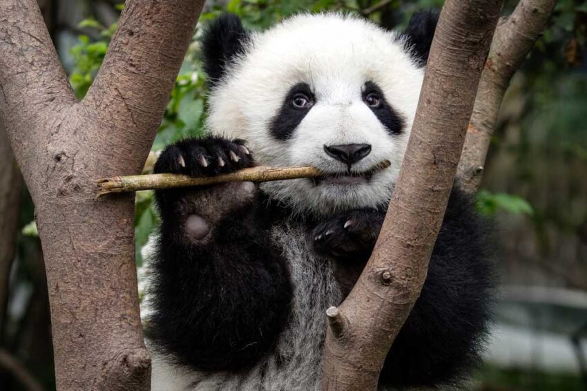 Qué necesitan saber los niños sobre los osos panda 7 Qué necesitan saber los niños sobre los osos panda