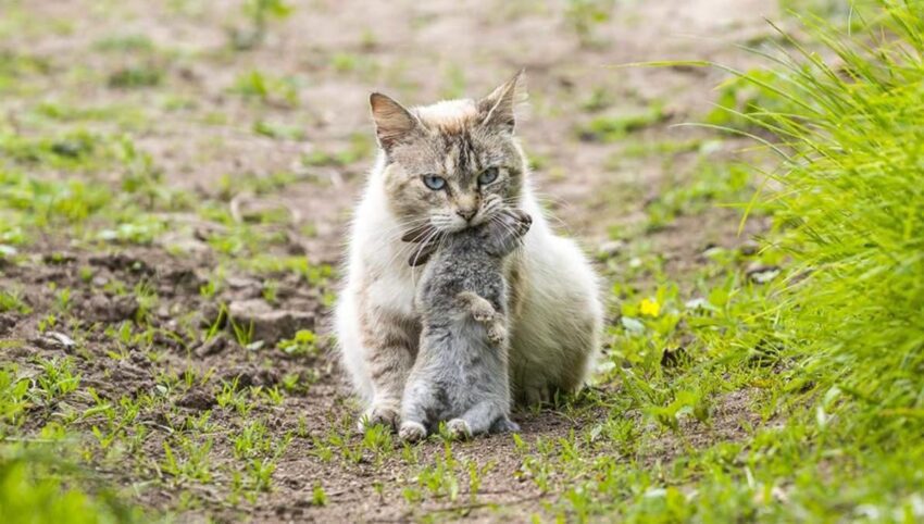 Cómo manejar la celosía de mi gata por otro gato 8 Cómo manejar la celosía de mi gata por otro gato