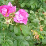 Cómo preparar té de rosa de Castilla en casa fácilmente rosa-castilla