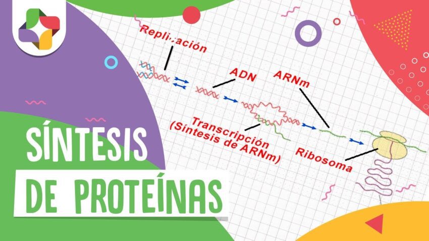 Qué organelo produce las proteínas que necesita la célula 6 Qué organelo produce las proteínas que necesita la célula