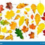 Cómo tocar Todas las hojas son del viento" en guitarra" todas-hojas