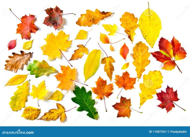 Cómo tocar Todas las hojas son del viento" en guitarra" 6 Cómo tocar Todas las hojas son del viento» en guitarra»