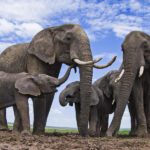 un-elefante